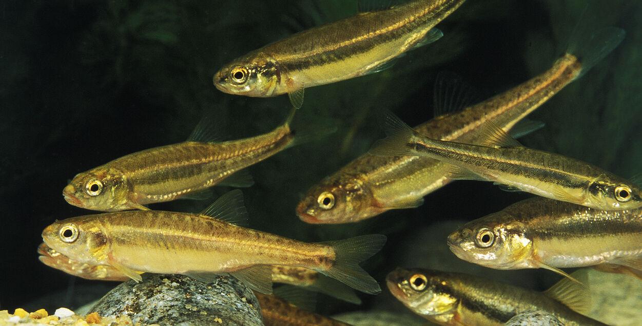 Minnow